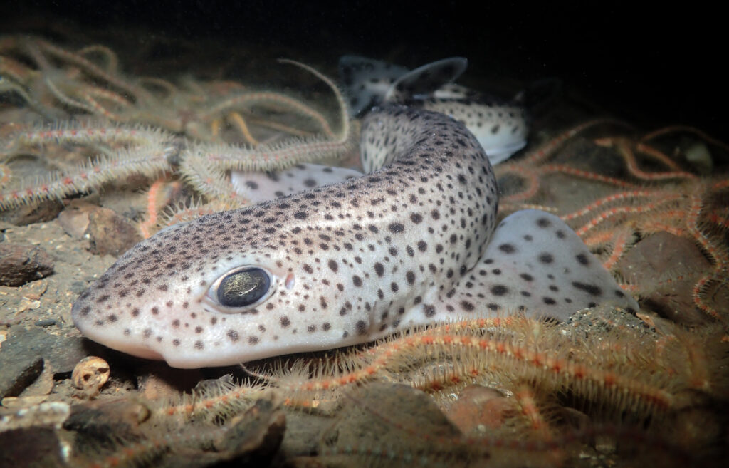 Small spotted catshark. Copyright Lauren Smith